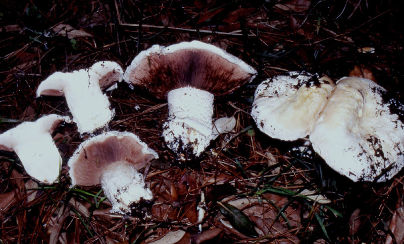 un MIX   per gli appassionati del Genere Agaricus